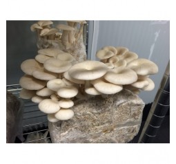 Mushroom Plugs - Ulmarius Oyster (Pleurotus Ostreatus) bag of  approx 600-700  - FREE SHIPPING