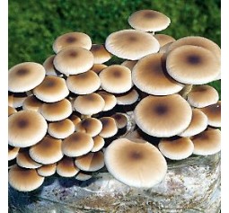 Mushroom spawn bag 1.7KG  Agrocybe aegerita Swordbelt - Black poplar  - FREE SHIPPING