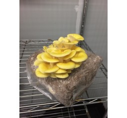 Mushroom Spawn bag 1.7kg  Pleurotus citrinopileatus - Yellow oyster - FREE SHIPPING