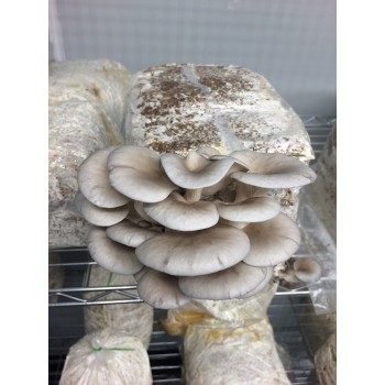 Mushroom Plugs - Grey Oyster (Pleurotus ostreatus) bag of  approx 600-700  - FREE SHIPPING 