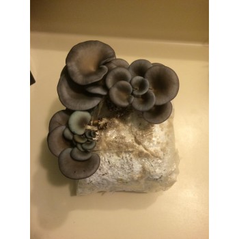 Mushroom Spawn bag 1.7kg  Pleurotus ostreatus Monster Blue Oyster / Pearl Oyster  - FREE SHIPPING