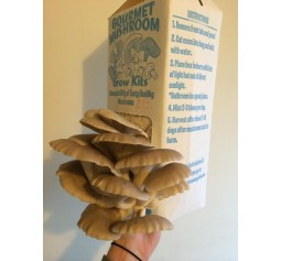 Mushroom Spawn bag 1.7kg  Pleurotus ostreatus Tan Oyster - FREE SHIPPING