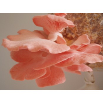 Mushroom Spawn bag 1.7kg -  Pleurotus djamor Pink oyster (needs temps over 18 to grow) - FREE SHIPPING