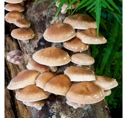 Mushroom Plugs - Shiitake (Lentinus edodes S75 strain)bag of  approx 600-700   - FREE SHIPPING
