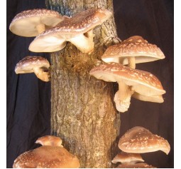 Mushroom Plugs - Shiitake (Lentinula edodes 3782 strain)bag of  approx 600-700 - FREE SHIPPING