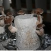 Mushroom DIY Large Complete Grow Kit