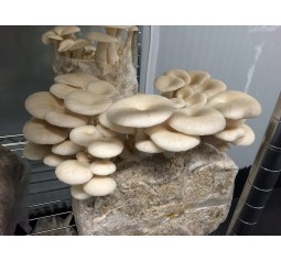 Mushroom Kit - Ulmarius Oyster (Pleurotus Ostreatus) - Best Tasting oyster - FREE Shipping