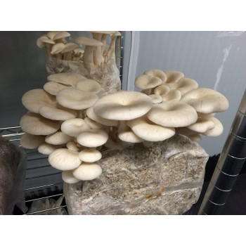 Mushroom Kit - Ulmarius Oyster (Pleurotus Ostreatus) - Best Tasting oyster - FREE Shipping