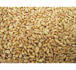 Wheat Grain 5KG Bag