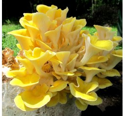 Mushroom Plugs - Yellow Oyster (Pleurotus citrinopileatus) x 600-700 - FREE SHIPPING