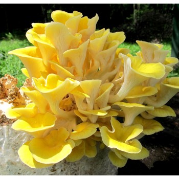 Mushroom Plugs - Yellow Oyster (Pleurotus citrinopileatus) x 600-700 - FREE SHIPPING